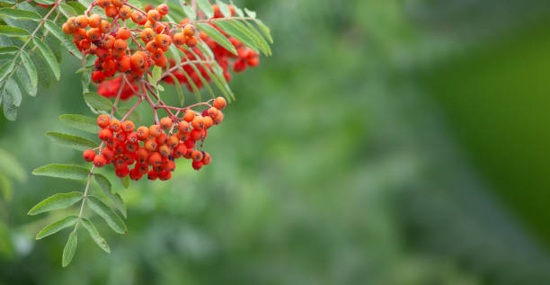 rowan auf einem ast. sorbus heilpflanze, ein bund von beeren auf einem zweig, foto auf einem verschwommenen hintergrund. - berry fruit fruit ash autumn stock-fotos und bilder