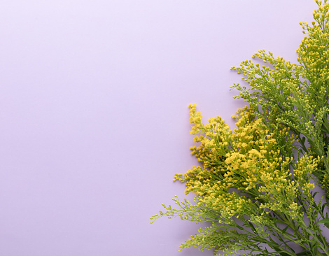 Medicine herbal flowers on pastel background. Herbal medicine. Alternative medicine, Top view, flat lay.