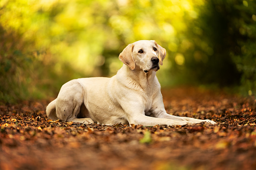Golden Labrador  laying on Autumn leaves in Autumn Woodland in natural park