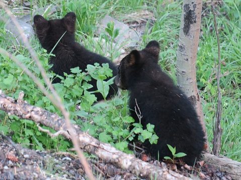 Black bear grazing in Waterton National Park in Alberta