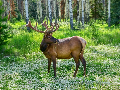 Bull elk with antler rack in Jasper National Park