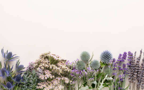 istock Herbal tea ingredients with various fresh herbs and flowers,  on pastel background, top view, frame. 1411080109