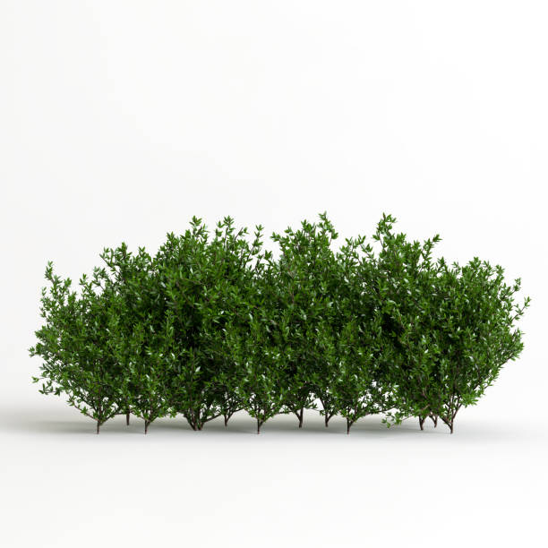 3d illustration of flower bush isolated on white background