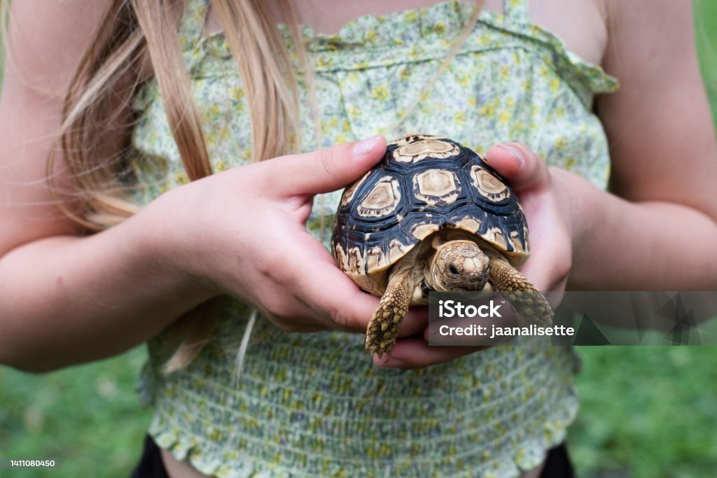 Leopard tortoise. Child holding a cute pet turtle with spotted shell. Tortoise Stock Photo