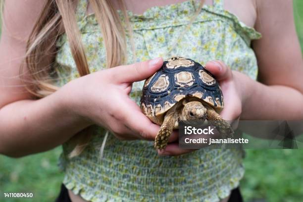 Leopard Tortoise Stock Photo - Download Image Now - Tortoise, Holding, Garden
