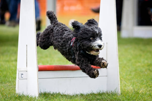 istock Flyball - Dog Agility 1411080605