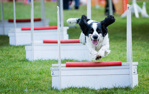 istock Flyball - Dog Agility 1411080776