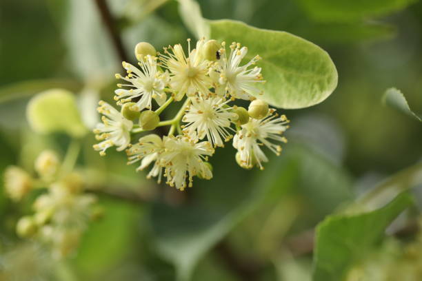 istock Green background with linden blossom and copy space 1411081549