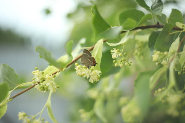 Green background with linden blossom and copy space