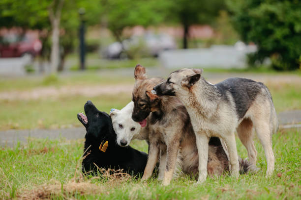 istock several friendly stray dogs are sitting on the lawn next to each other. 1411081777
