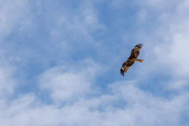 A black kite is flying in the blue sky.