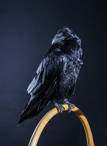 Black raven on a dark background close-up