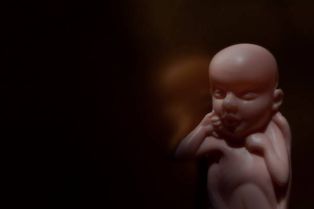 istock Concept embryo and abortion, blurred embryo body on the dark background 1411082056