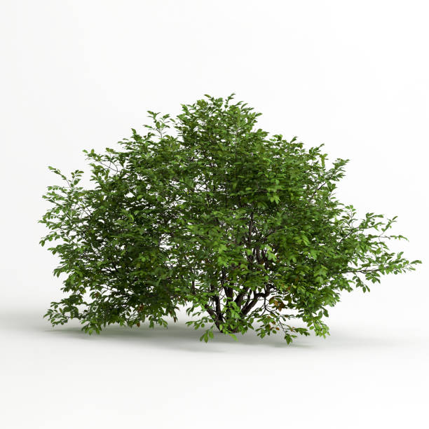 istock 3d illustration of tree isolated on white background 1411082913