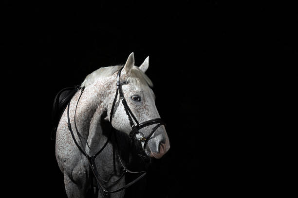istock Grey Horse Portrait 1411084029