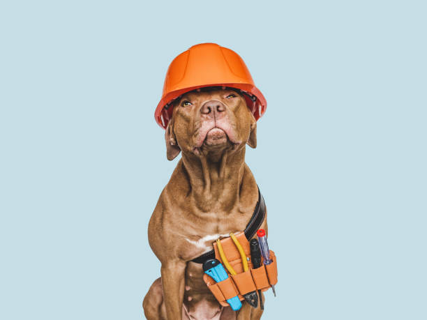 istock Lovable, pretty brown puppy and hand tools 1411084132