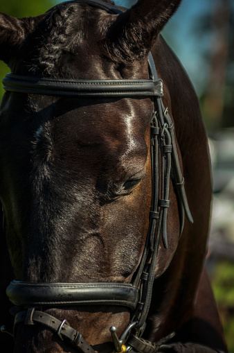 Dark Brown horse head cropped portrait with bridle