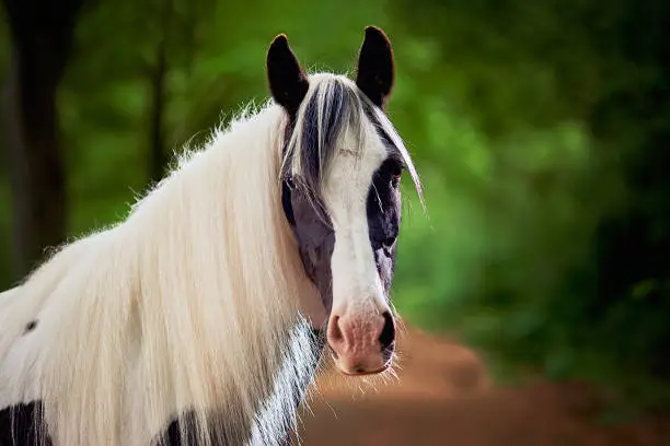 Piebald horse portrait head and neck with full main looking at camera