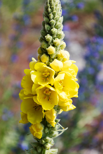 Verbascum dense-flowered medicinal blooms, a tall yellow flowering plant.