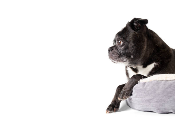 istock Cute dog in dog bed. 1411084472