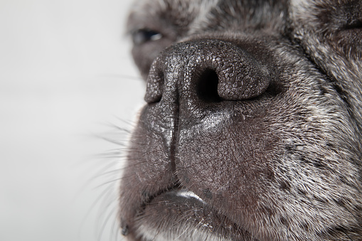 Head shot of flat nose dog often experiencing Brachycephalic or breathing problems. Senior dog. 9 years old female boston terrier pug mix. Selective focus on dog nose.