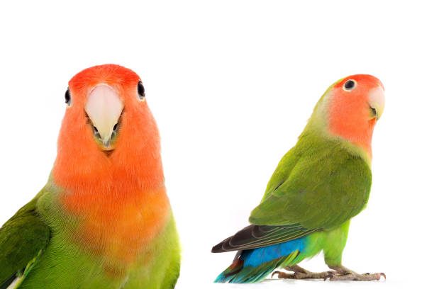 istock portrait lovebird on a white background 1411085221