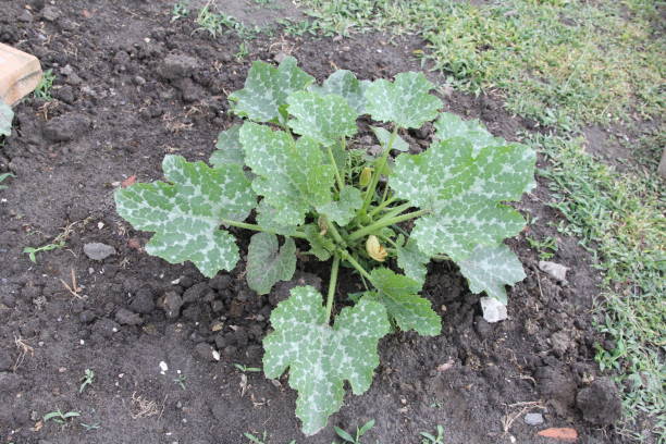 istock a zucchini plant in the vegetable garden 1411085782