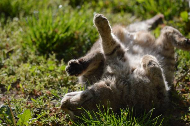 istock a gray cat is lying on a meadow 1411086710