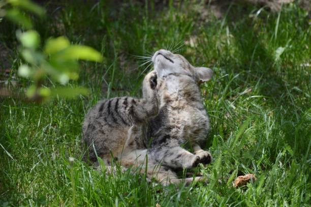istock the cat enjoys the meadow 1411087200