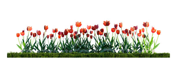 istock A render image of colorfue tulips in the green grass field 1411087601