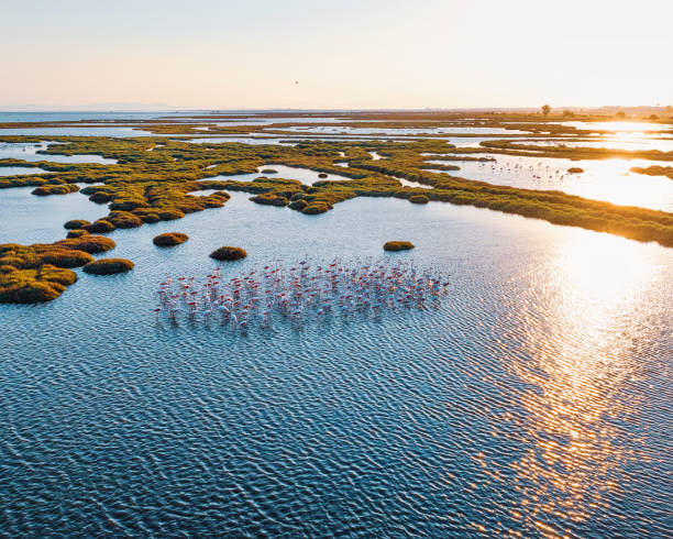 istock Sunset with flamigos 1411089822