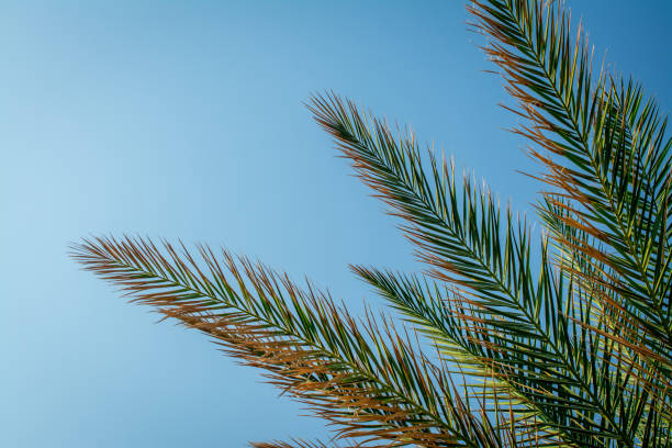 istock palm trees, blue sky background. Leaf, travel. 1411089885
