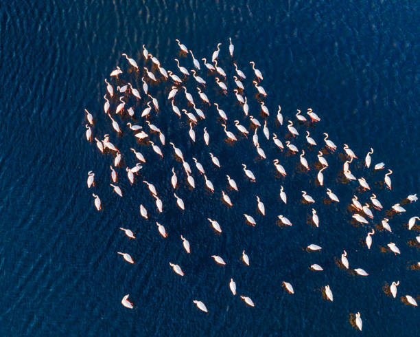 Top view of flamingoes in wetland stock photo