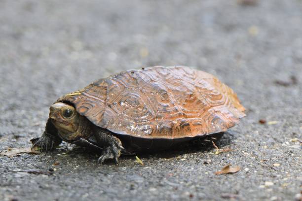 istock Japanese pond turtle walking on land 1411090286
