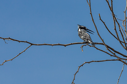 Pied Kingfisher perching at tree