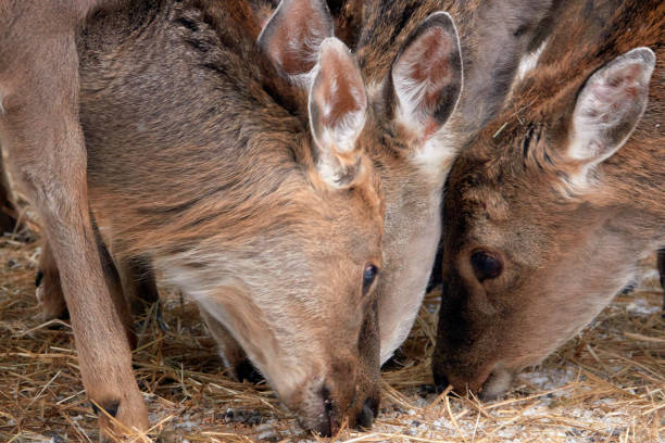 istock Spotted deer in the reserve in winter. 1411092865