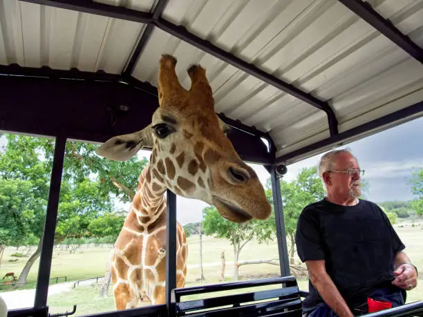 Senior active adult man has his back to a large giraffe. Just wait!