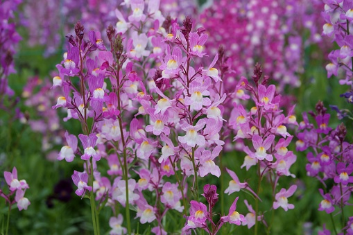 Linaria in full bloom