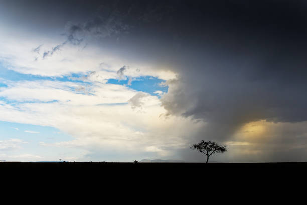 hermoso paisaje en masai mara. sabana africana y un árbol en el fondo, tormenta, nubes negras y oscuras, lluvia y cielo azul en el fondo - masai mara national reserve sunset africa horizon over land fotografías e imágenes de stock