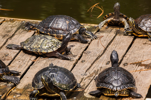 Sunbathing turtles (Trachemys scripta scripta)  on a floating Platform.