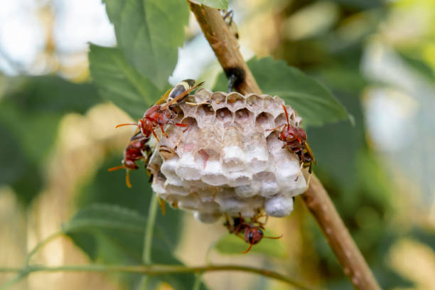 istock Close up wasps in a nest on branch 1411095049