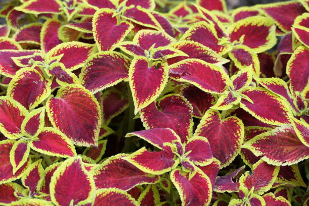 istock Beautiful floral background Of multicolored plants 1411095905