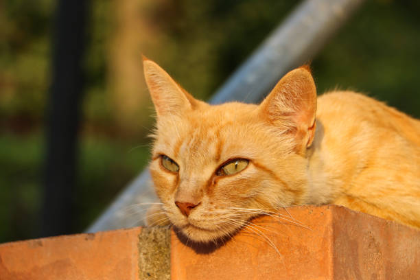Close up of domestic cat with red fur. Young red cat.