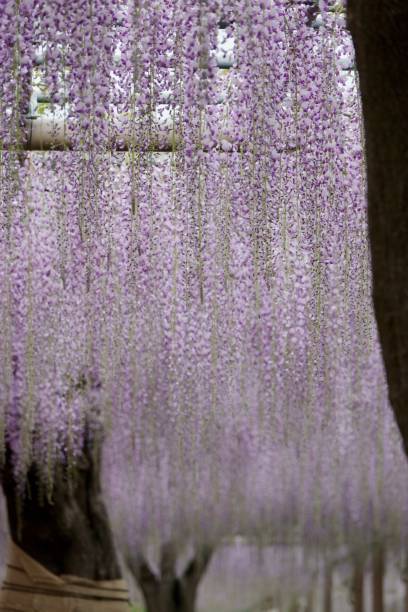 istock Wisteria in full bloom in the park 1411096204