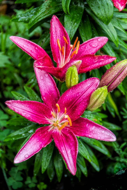 istock Bright Pink Lily after the Rain 1411096398