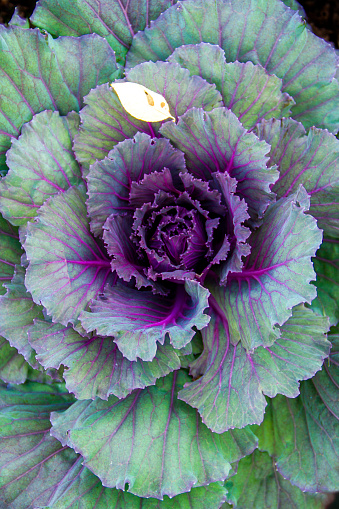Close up of garden cabbage with small yellow leaf.
