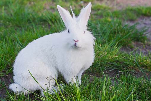 Lovely furry Cute bunny, rabbit in meadow beautiful spring scene, looking at something while sitting on green grass over nature background.