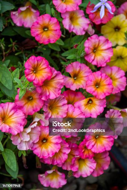 Vibrant Petunias Stock Photo - Download Image Now - Beauty, Beauty In Nature, Blossom
