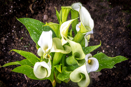 Tight grouping of white Cala Lilies viewed from above