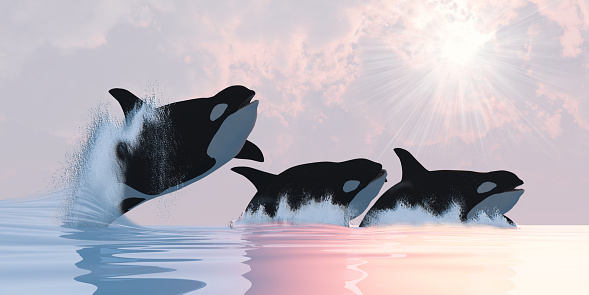A family of Orca Killer whales play in oceans waters breaching and splashing.